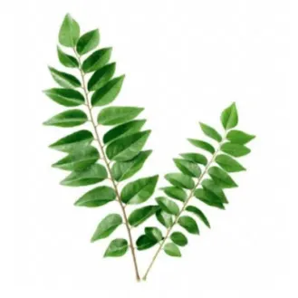 Curry Leaves/ Curry Patta (50 g)